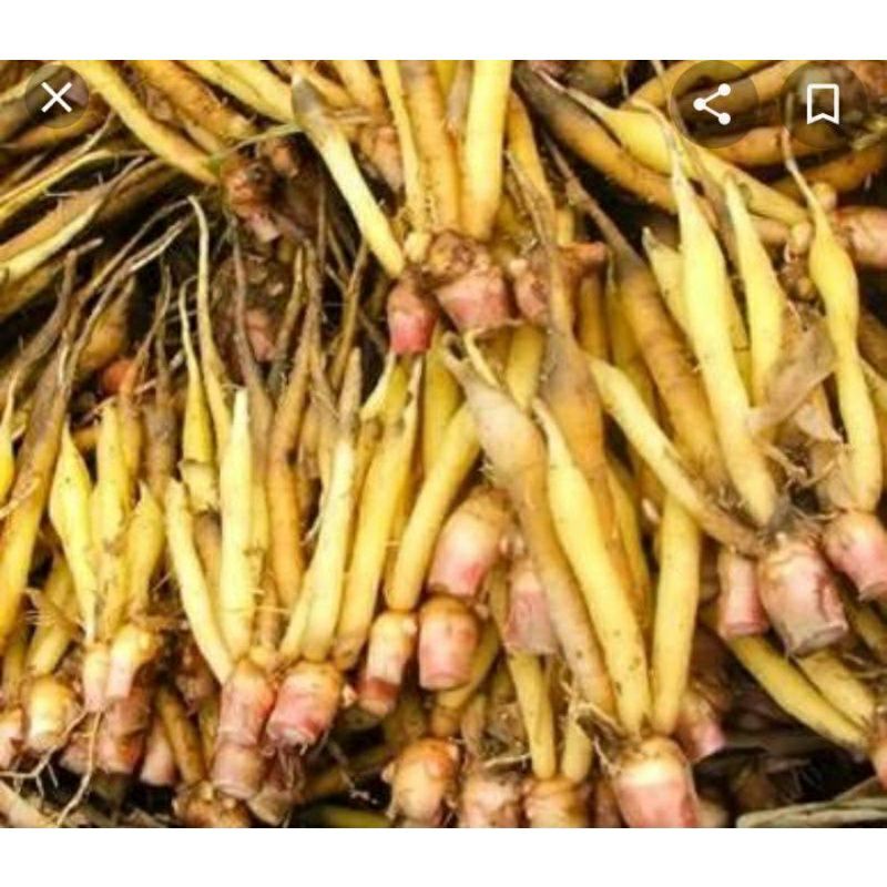 temu kunci / temu kunci segar temu kunci herbal 500 gram