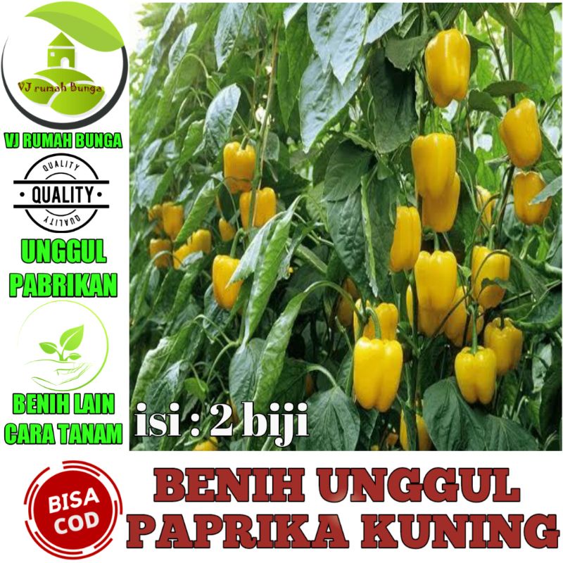 5 biji- Benih Paprika Kuning Benih Biji Cabe Paprika Cabai Paprika Kuning