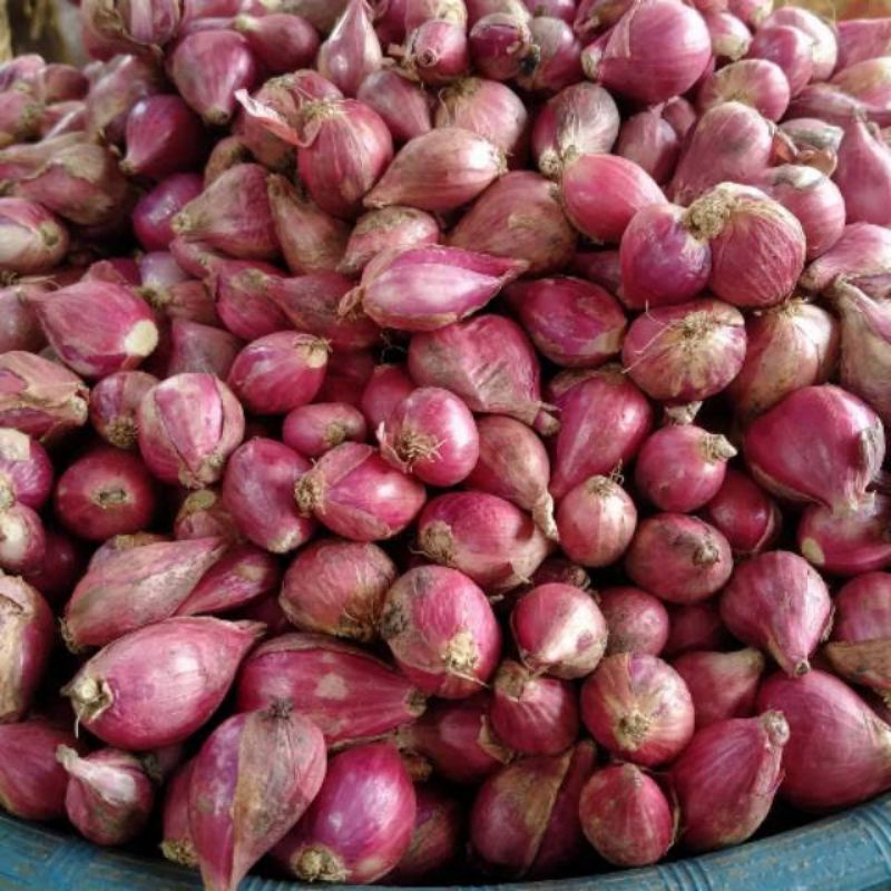 

Bawang Merah asli brbes