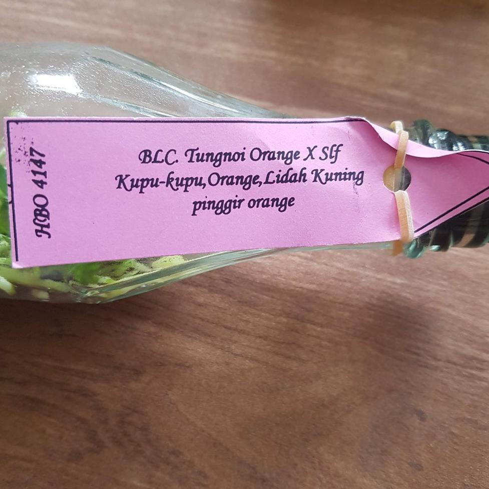 ↟ Bibit Anggrek Dalam Botol - Cattleya Hibrida Siap Aklim 2 ₦