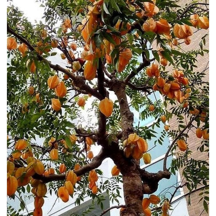 Pupuk Booster Organik Pelebat Buah Belimbing Dan Perangsang Agar Cepat Berbuah