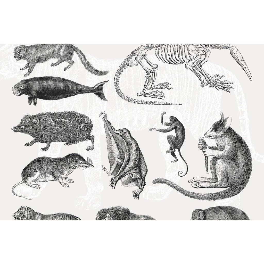 Handcrafted Mammals Illustrations Collection