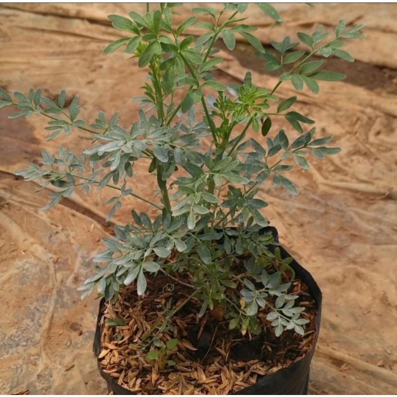 Tanaman Herbal Daun Inggu