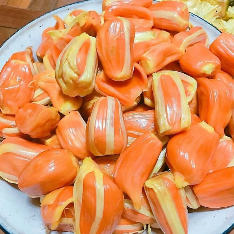 Bibit nangka merah ukuran 1 meter batang besar siap berbuah