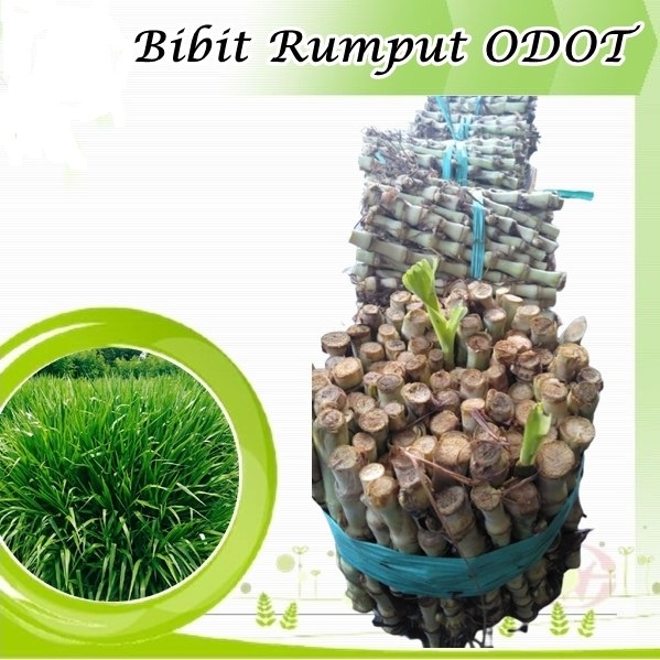 Jual Benih Bibit Rumput Odot Bibit Rumput Pakan Ternak Sapi Kambing