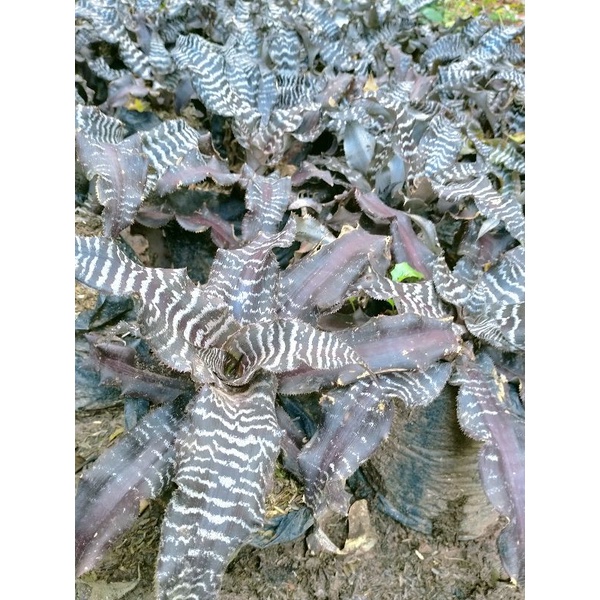 tristatum tokek, bromelia tokek, bromelia zebra