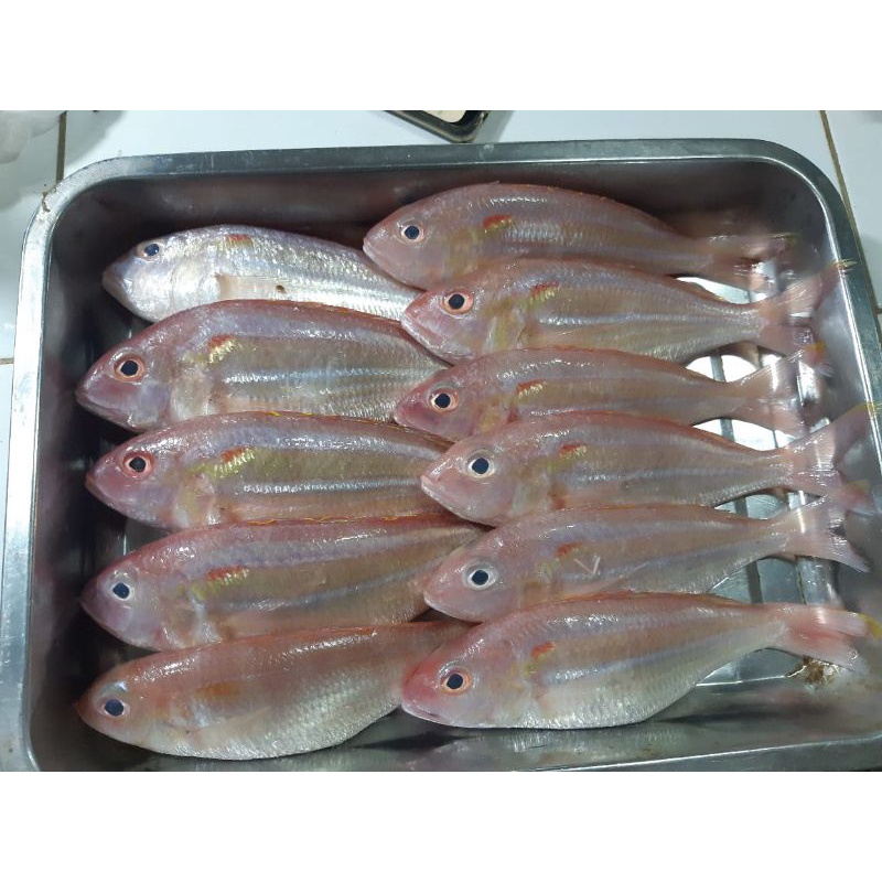 

Ikan Kurisi 1kg