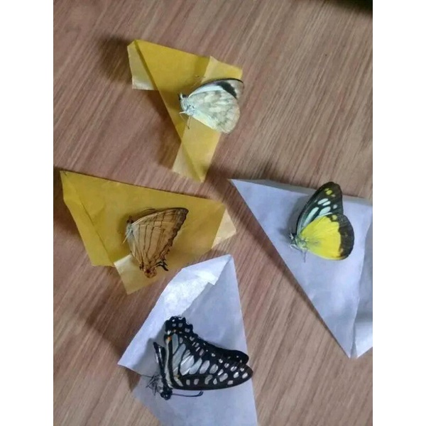 Bahan gantelan kunci/kupu-kupu awetan/50pis