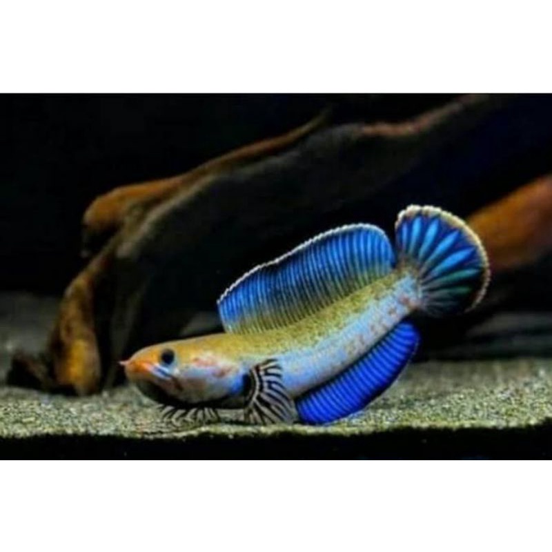 

ikan chana Andro ukur 5 7 cm