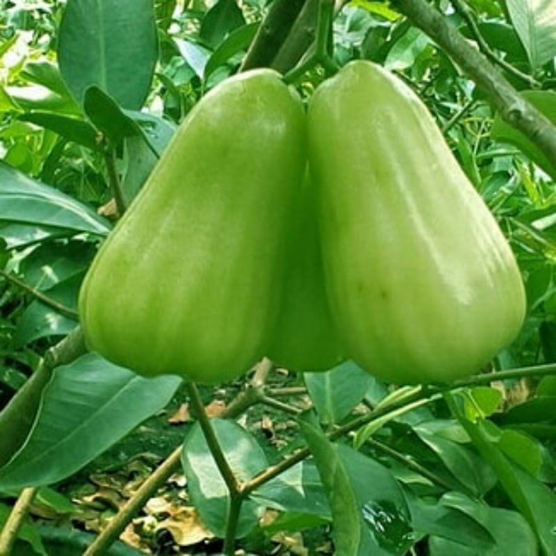 Pupuk Organik Pelebat Buah Dan Booster Jambu air Cepat Berbuah Lebat