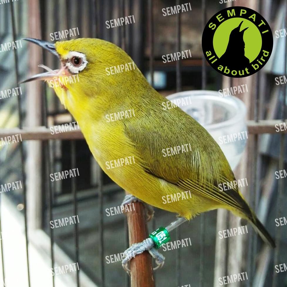 [U-X7X] ☛] GACOAN DOPPING VITAMIN BURUNG PLECI GACOAN BY GACOR MAXX DOPING TAMBAHAN BURUNG PLECI CEP