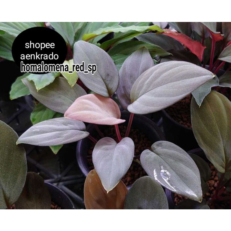 2pcs_homalomena_red_sp_original_items