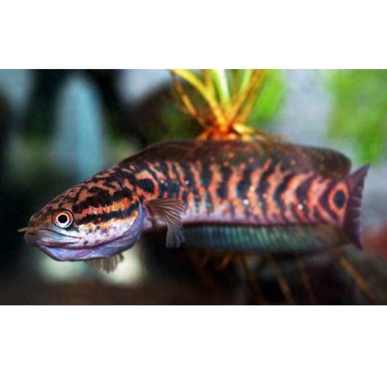 ((O-1-5 ❤> channa asiatica rs (red spot) kekinian