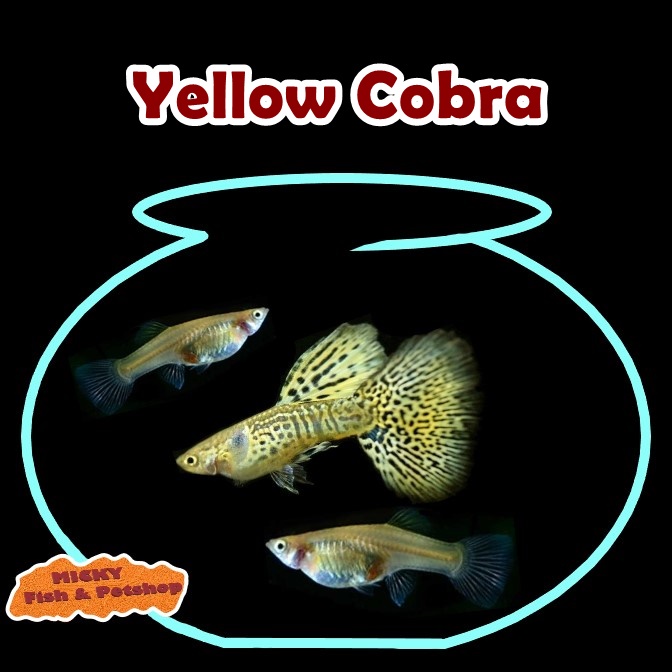 TRIO Yellow Cobra Grade Indukan Guppy 1 Jantan 2 Betina