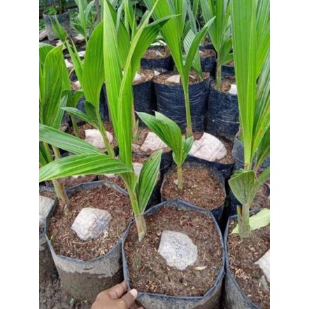 

HARGA MURAH Bibit kelapa hibrida super genjah ♫ 870