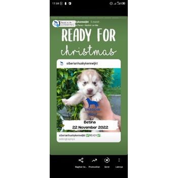 Betina Husky non stb