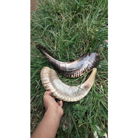 shofar 50 cm tanduk domba asli