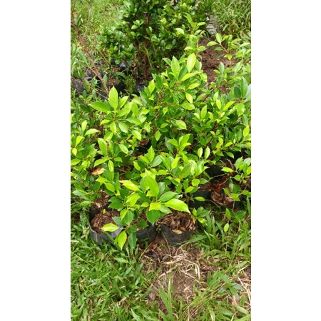 Kimeng Murah Untuk Gabungan Kimeng minimal 5