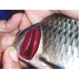 

IKAN NILA HITAM SEGAR BOGOR (Ready To Cook)