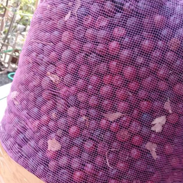 

[Q(75 ㊛) BUAH BIDARA KERING 1 KG top produk