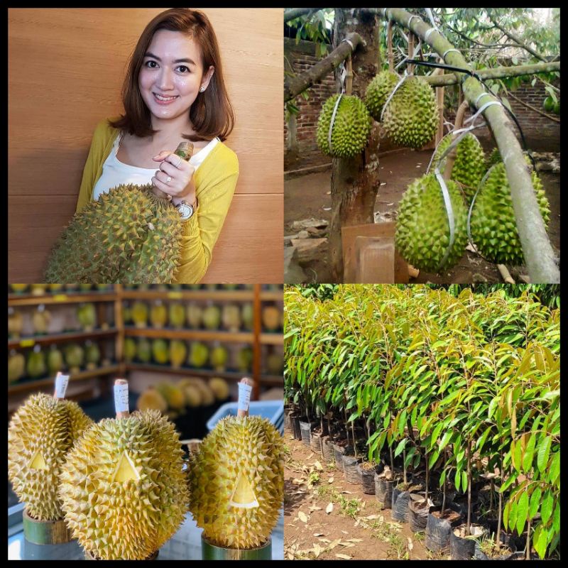 Bibit Durian Musangking Tinggi 1 Meter Batang Besar Siap berbuah