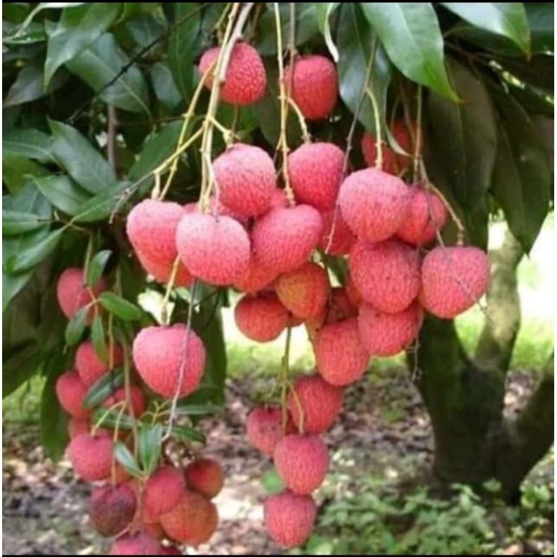 Bibit Buah Leci Kom / Leci Com, Cepat Berbuah