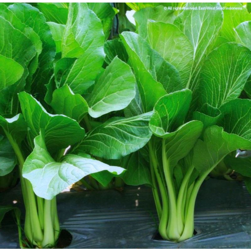 Benih bibit sawi manis