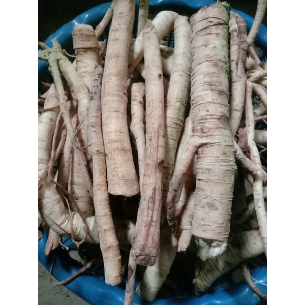 

Akar pepaya kering herbal 250 gr