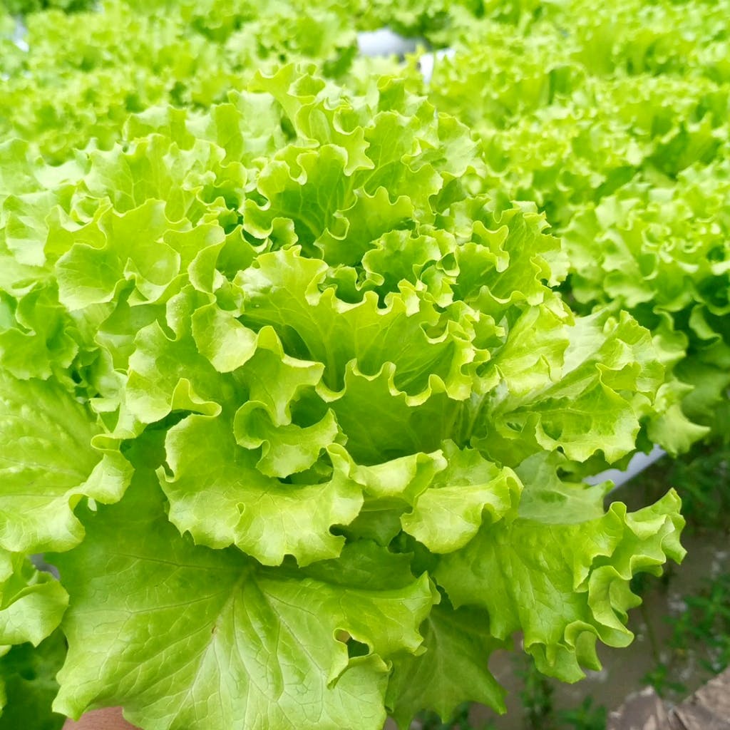 100 Benih Selada Hijau Lettuce Kriebo Bintang Asia Hidroponik Bibit Sayur Sayuran