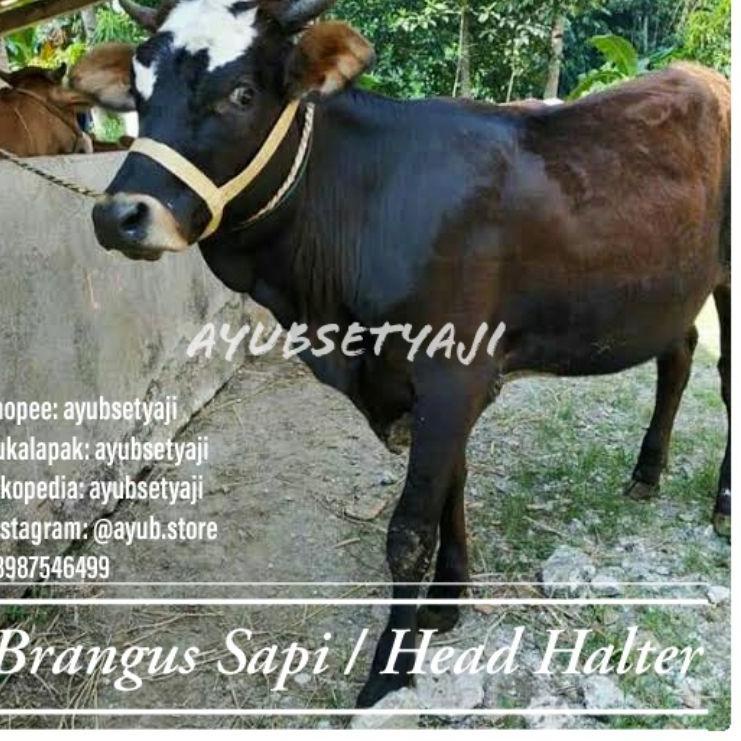 Promo Spesial Brangus Sapi Head Halter sapi kambing kuda Tali ikat kepala Sapi tali tuntun kalung lo