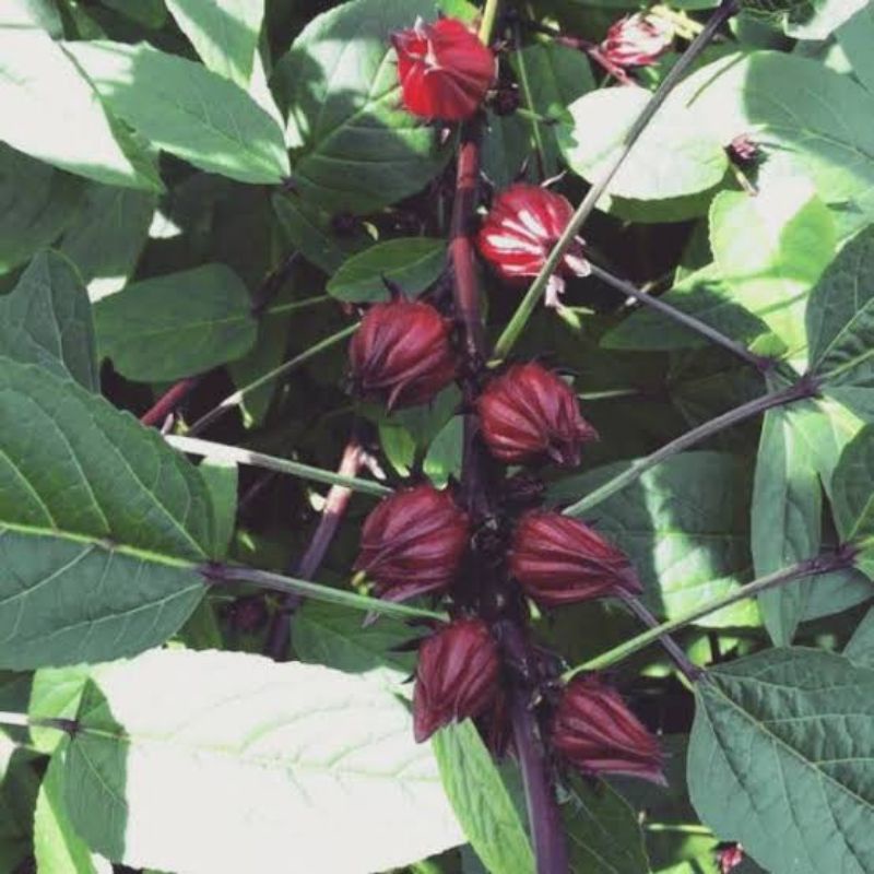 5 Benih Biji Bibit Rosella Ungu