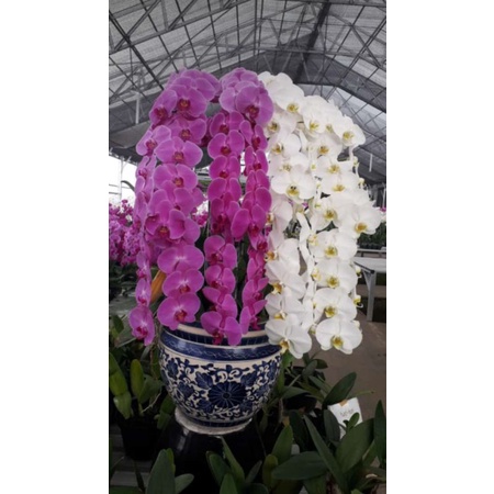 Anggrek Bulan Pasca Bunga