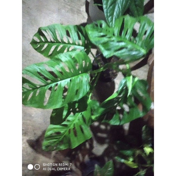 monstera acuminata