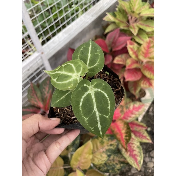 Anthurium Forgetii x Dorayaki