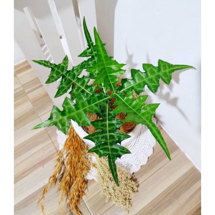 Bibit herbal daun Daruju / deruju / tangkur buaya / acanthus montanus