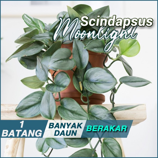Scindapsus Moonlight