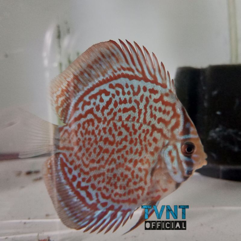 Ikan Discus Leopard Ring 2inc hiasan aquarium murah