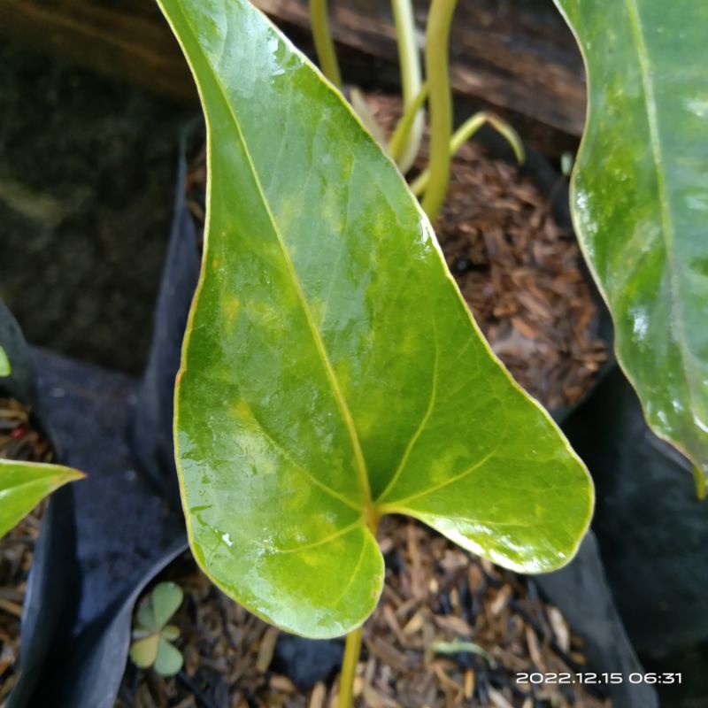 Anthurium Corong Varigata