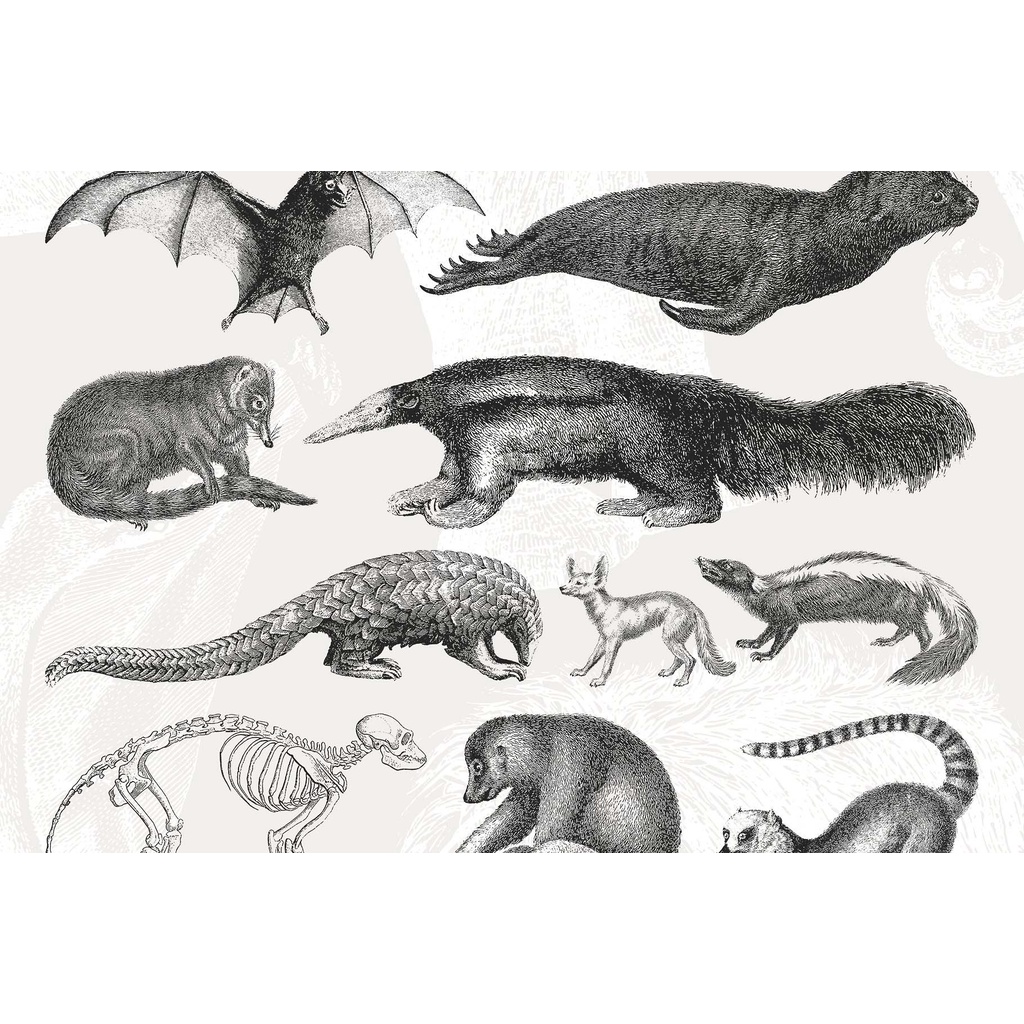 Handcrafted Mammals Illustrations Collection