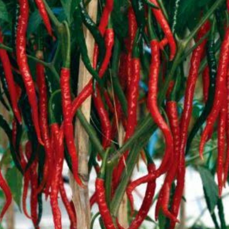 Cabe Keriting Merah 100gr bumbu dapur