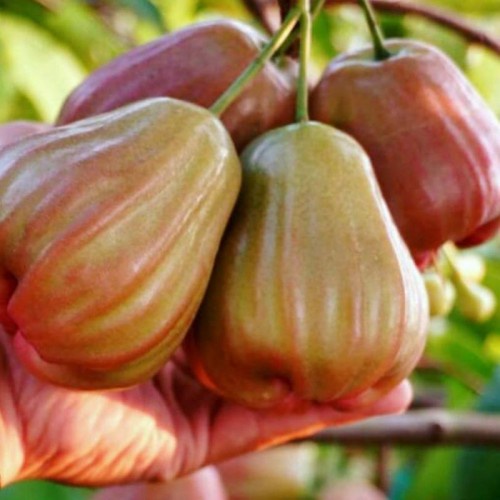 Bibit Jambu Air King Rose Jumbo