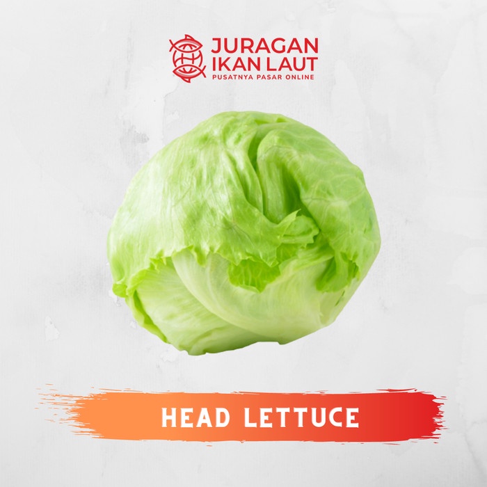 

Sayur Lettuce Segar Berkualitas - 250 Gram