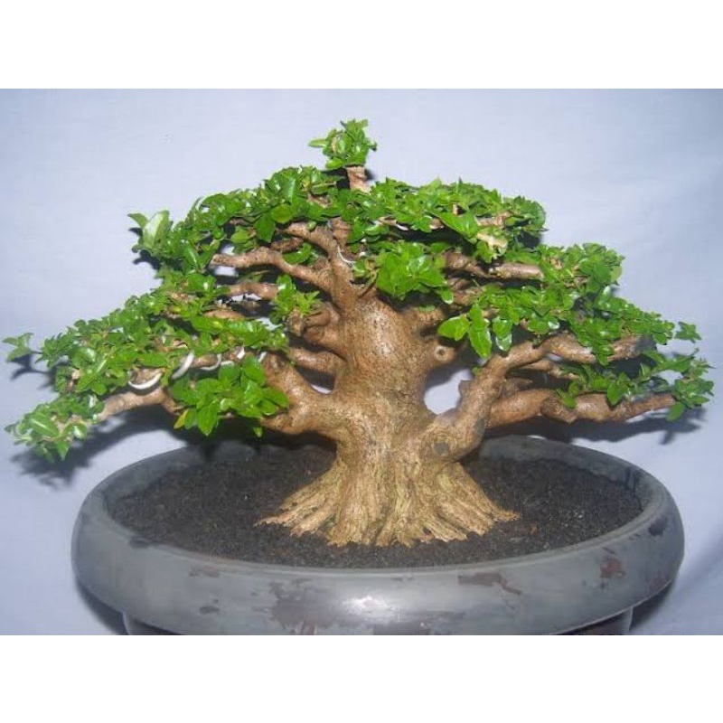 bibit bahan bonsai sancang