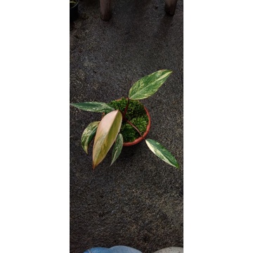 Philodendron Strawberry Shake