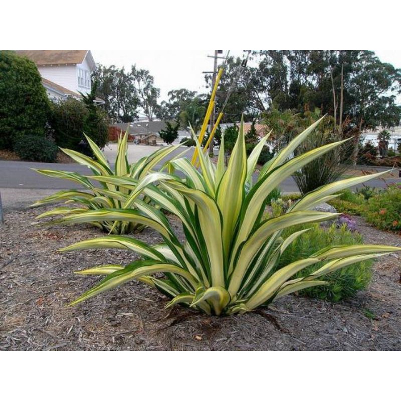 tanaman hias agave gigantea/ varigata