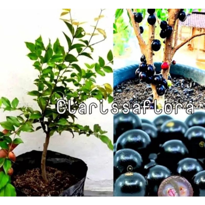 Pohon buah anggur Brazil termurah - siap berbuah