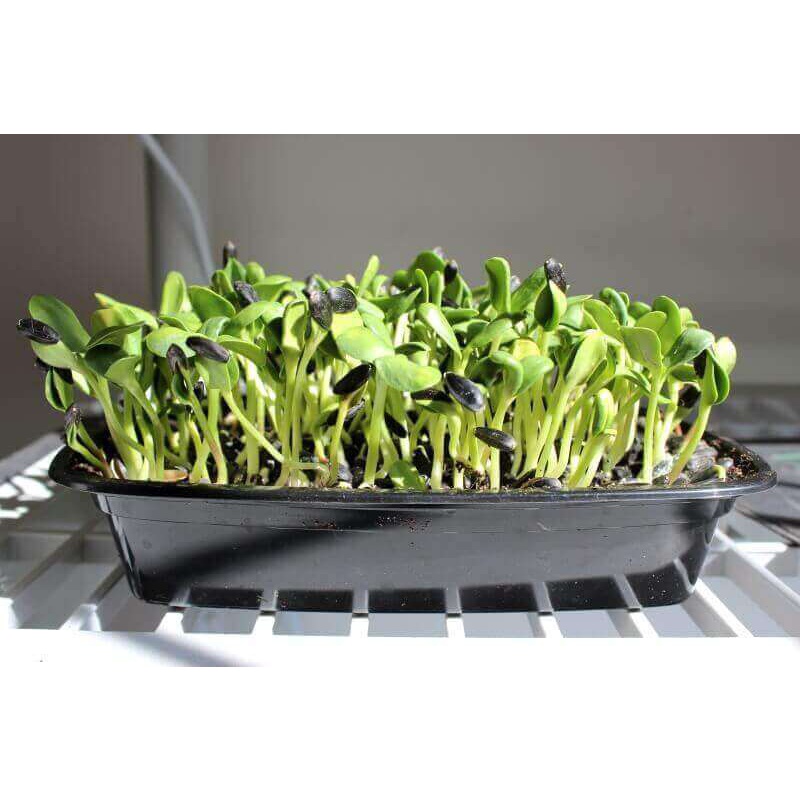 

Benih Microgreen Sunflower Bunga Matahari Super Food Mood Booster