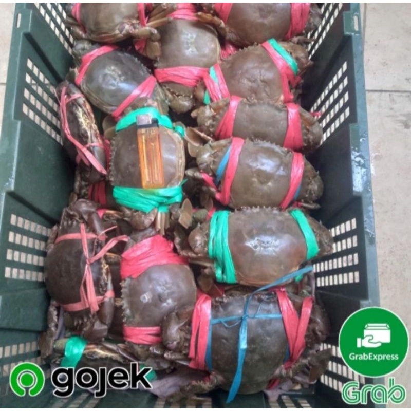 

kepiting telur hidup 1kg isi 2-3