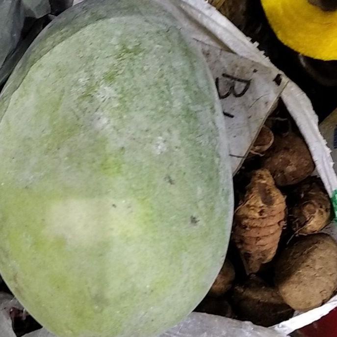 

SALE!!buah bligo/kundur besar 1 buah|SQ5