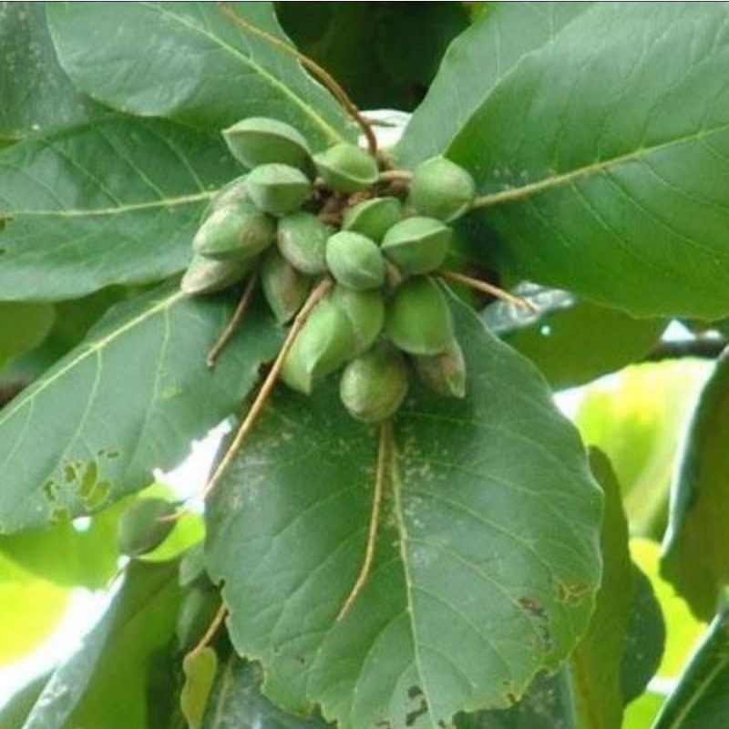 Biji Buah Ketapang Basah - Buah Ketapang Basah Untuk Pakan Burung